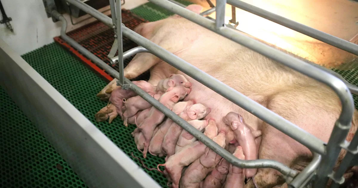 Higher profit can be found in the farrowing pen! - News archive | Ardol